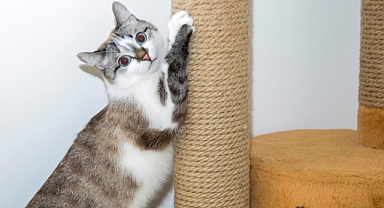 Kedi Tırmalaması ve Kuduz Riski: Nelere Dikkat Edilmelidir?