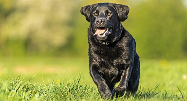 Köpeğin Boğazına Cisim Kaçması Durumunda Hızlı Müdahale Rehberi