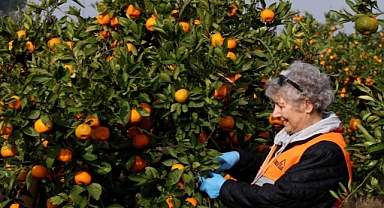 “LÖSEV Doğal Satsuma Mandalinaları” sembol haline geldi