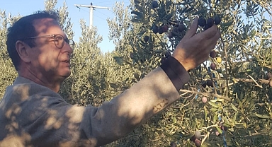 Milletvekili Rıdvan Uz zeytin hasadına katıldı