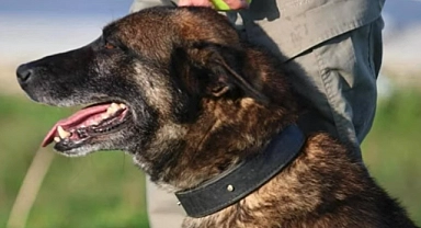 Narkotik Köpeği Ares, uyuşturucu operasyonunda hayatını kaybetti