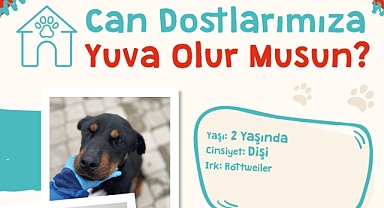 Çanakkale Belediyesi, patili dostlara yeni yuva arıyor