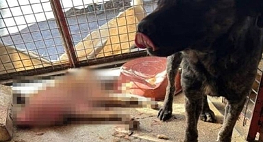 Hayvanseverler Mamak Barınağında nöbet tutuyor