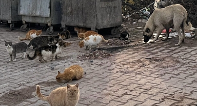 Lapseki Belediyesi'nden sokak hayvanlarına mama desteği