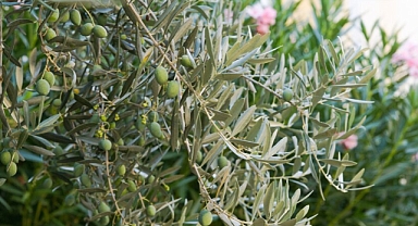 Bozcaada’da zeytin ağaçlarına bakım hizmeti