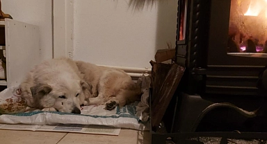 Bozcaada’nın sevilen köpeği Pakize için harekete geçildi