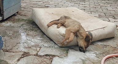 Geyikli Hayvan Barınağı'nda şok edici görüntüler!
