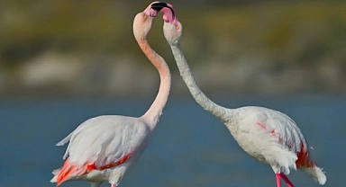 Gökçeada Tuz Gölü'nde Flamingoların Eşsiz Güzellikleri