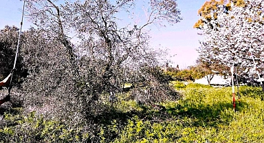 Zeytin ağacı nasıl budanır ?