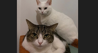 17 Şubat Dünya Kedi Günü: Kedilerin Dünyamıza Katkıları