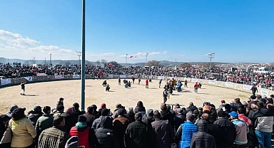 Ayvacık'ta deve güreşi festivali düzenlendi