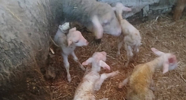 Biga'da bir koyun dördüz doğurdu