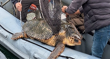 Çanakkale'de caretta caretta kurtarıldı