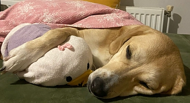 Köpekler Üşür mü?