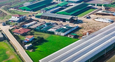Trakya’nın İlk Sütçü İnek Mezatı Evreşe’de Gerçekleşecek!