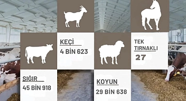 Yenice'de hayvancılık rakamları açıklandı