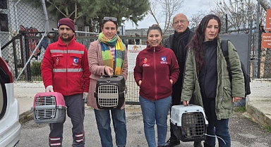 Çanakkale Belediyesi Şubat ayında 165 kedi ve 29 köpeği kısırlaştırdı