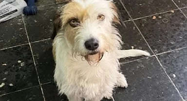 Çanakkale'de sokak köpekleri için yuva arayışı başladı