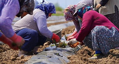 Ayvalık’ta kadın emeğiyle çilek tarlasından reçel mutfağına
