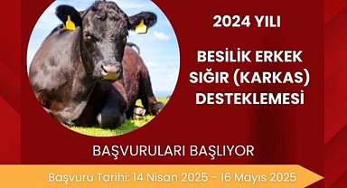 Besilik erkek sığır destekleme başvuruları başladı