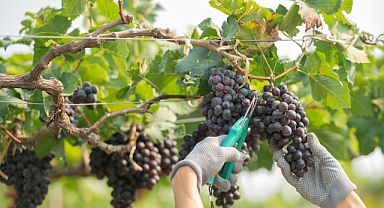 Bozcaada'da bağcılık eğitim toplantısı düzenleniyor
