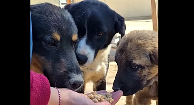 Can Dostlar Mama Üretim Tesisi bugün açılıyor