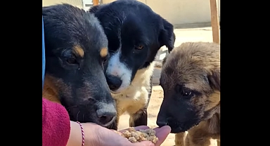 Can Dostlar Mama Üretim Tesisi bugün açılıyor
