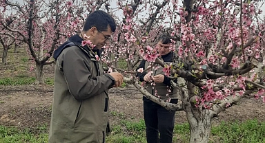 Çanakkale’de Zirai Don zararına yönelik hasar tespit çalışmaları aralıksız sürüyor