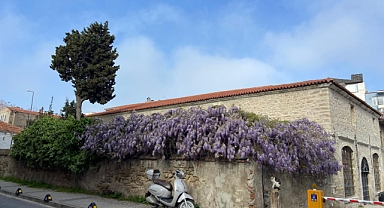 Çanakkale'nin sokakları mor salkım ile renklendi