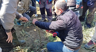 Eceabat’ta üreticilere uygulamalı zeytin budama ve aşılama eğitimi verildi