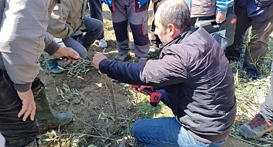 Eceabat’ta üreticilere uygulamalı zeytin budama ve aşılama eğitimi verildi