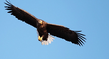 Kahve Falında Kartal Görmek