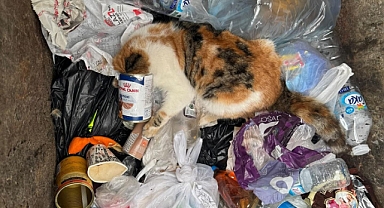 Keskin konserve kutuları sokak hayvanlarını yaralıyor