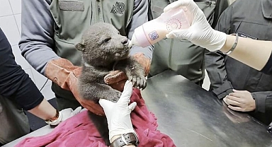 Yenice ormanlarında bulunan yavru boz ayı “Bulut” koruma altına alındı