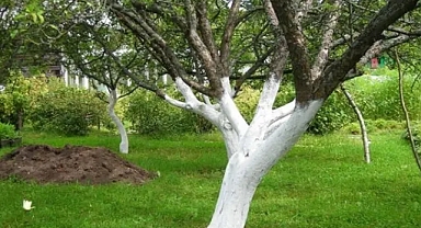 Ağaç gövdelerine neden kireç sürülür? Bu konuya uzmanların bakış açısı ne?