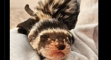 Annesiz kalan alaca sansar yavrusu koruma altında