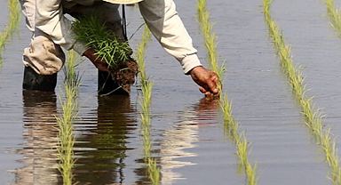 Biga Ziraat Odası'ndan Çeltik üreticilerine uyarı! Ruhsat başvuruları için son tarih 25 Haziran 2025!