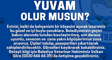 Bozcaada Belediyesi'nden patili dostlar için yuva çağrısı