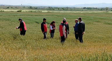 Gelibolu ve Eceabat'ta ekili alanlarda detaylı saha çalışması yapıldı