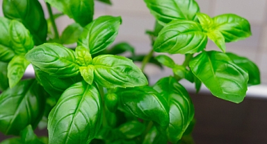 Hoş kokulu mutfak güzeli fesleğen bakımında dikkat edilmesi gerekenler