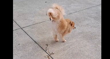 İki ayak üzerinde tuvaletini yapan köpek güldürdü