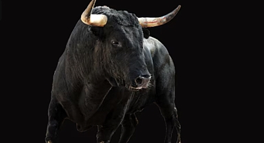 Kahve Falında Boğa Görmek