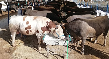 Kurban Bayramı öncesi kritik uyarı! Bu hayvanların alım satımı ve kesimi yasaklandı!