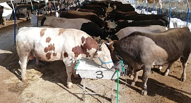 Kurban Bayramı öncesi kritik uyarı! Bu hayvanların alım satımı ve kesimi yasaklandı!