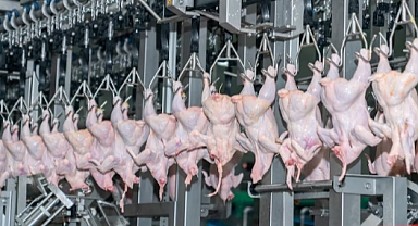 Tavuk eti üretiminde mart ayında yüzde 13'lük artış