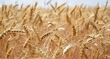 TMO, buğday ve arpa alımına 12 Mayıs’ta başlıyor