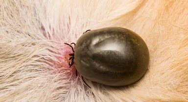 Yaz Aylarında Kene ve Dış Parazit Tehlikesine Dikkat!