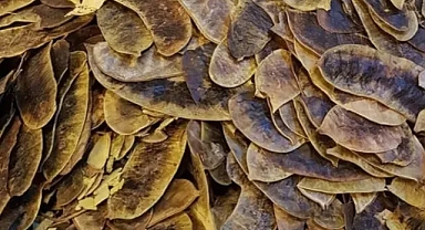 Açlık Otu Nedir? Faydaları, Kullanımı ve Dikkat Edilmesi Gerekenler