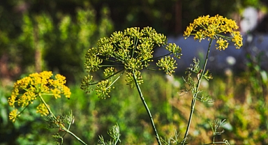 Çakşır Otu  şifasıyla geleneksel tıbbın gözdesi