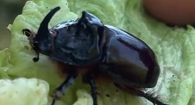 Çanakkale’de nadir görülen Gergedan Böceği doğaya salındı